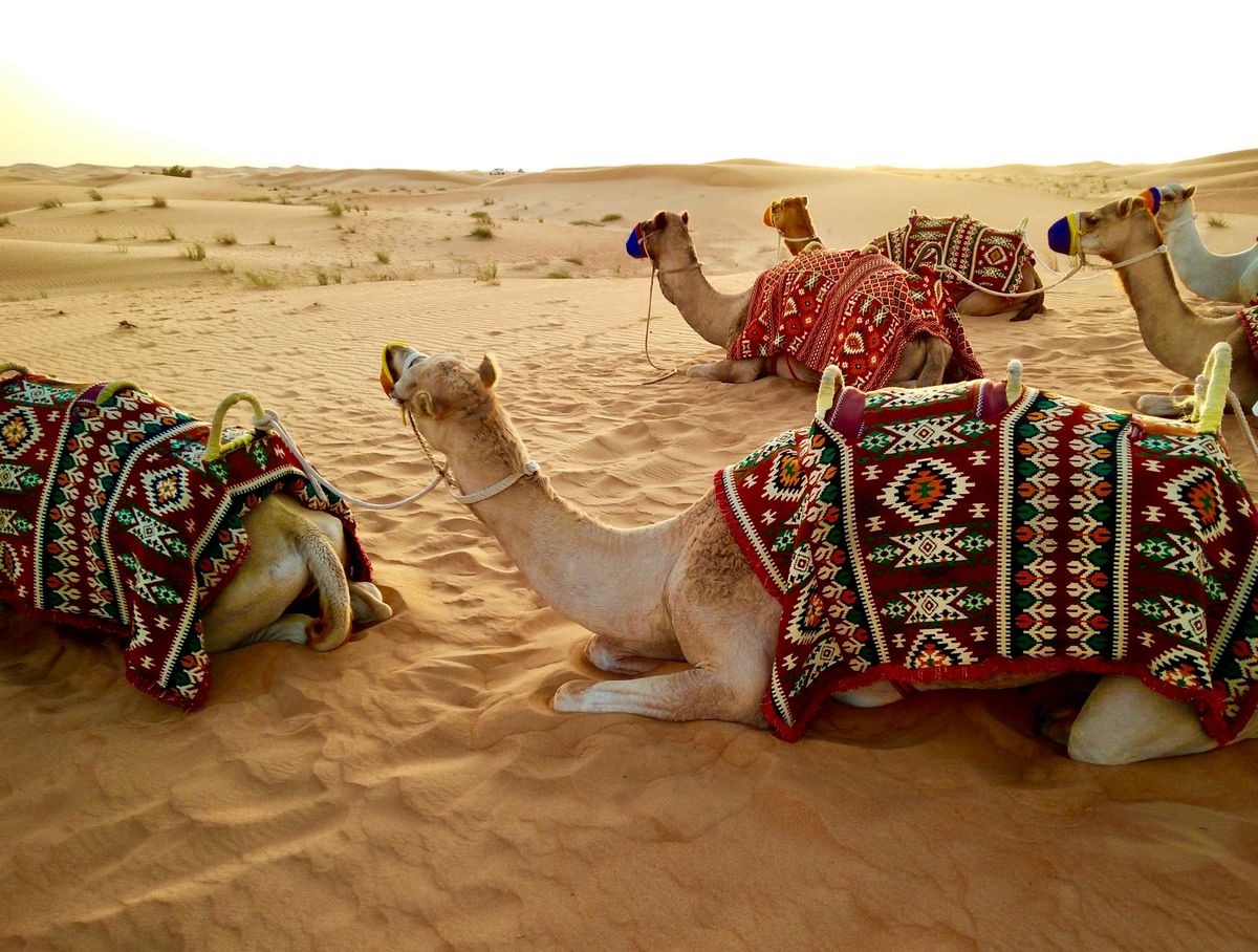Camels with traditional saddles resting on the sand
